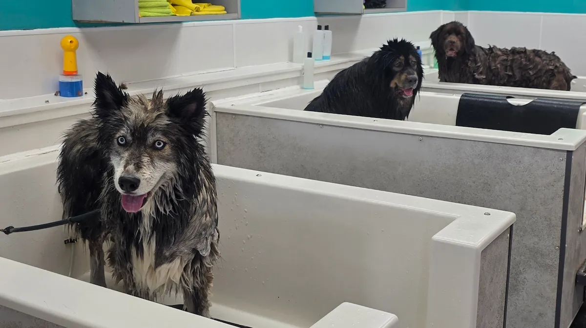 Three baths in a row, with big wet dogs in each
