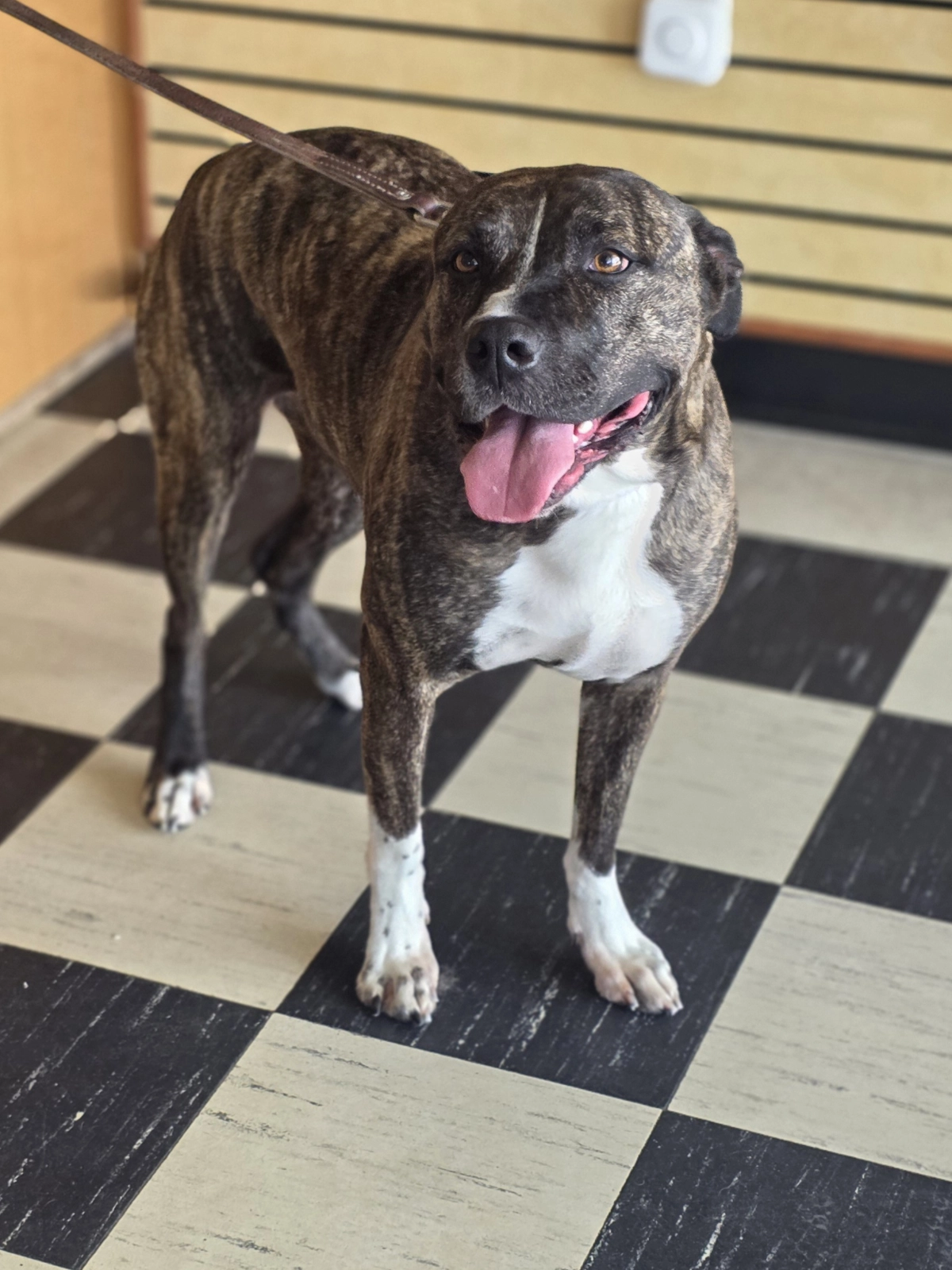 Speckled black and brown dog with white chest and short hair
