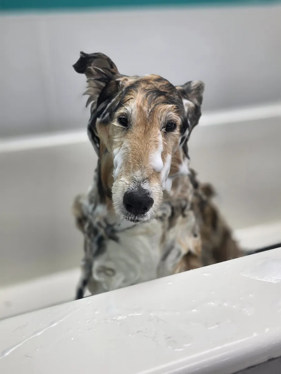 Brown dog in the tub, mid-wash