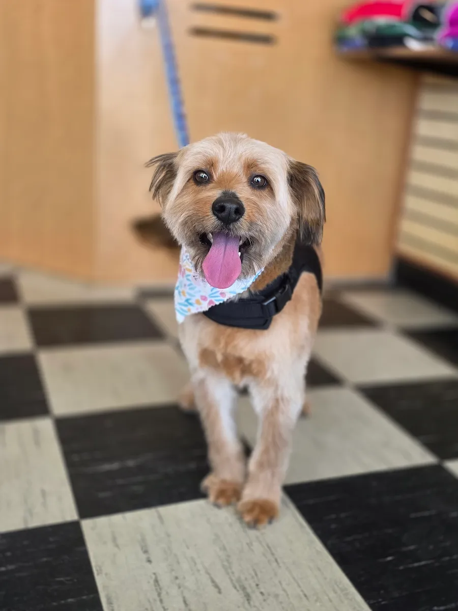 Small brown dog on a leash after its grooming