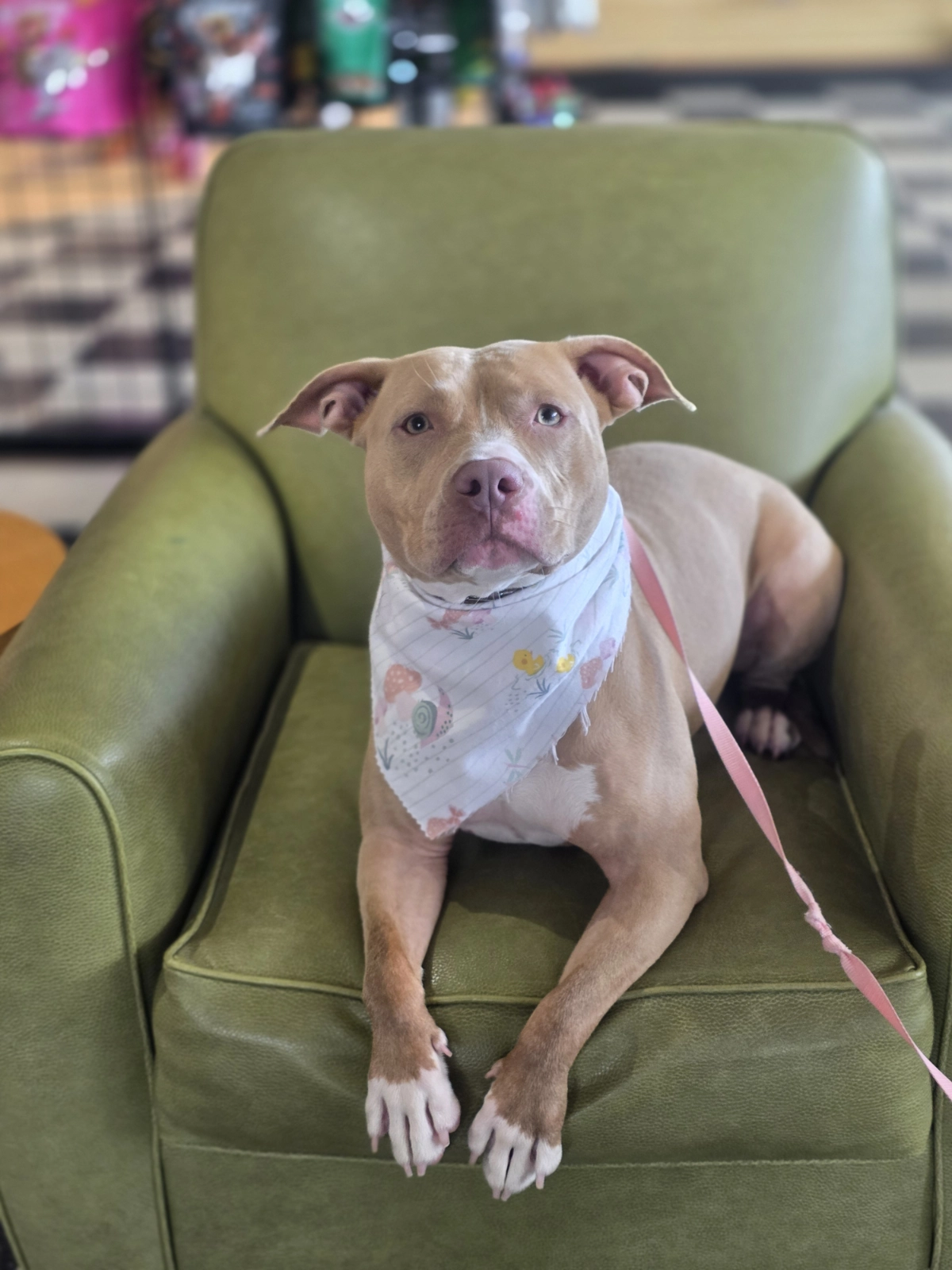 Short-haired tan dog with bandana laying on a green armchair
