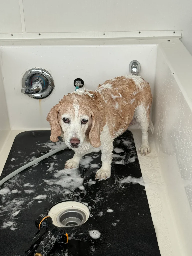 Small white and light brown dog in the bath