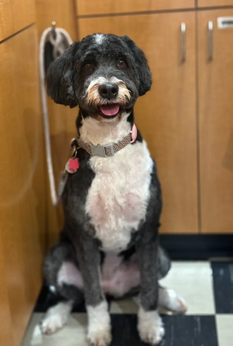 Mid-sized gray dog with white chest and snout