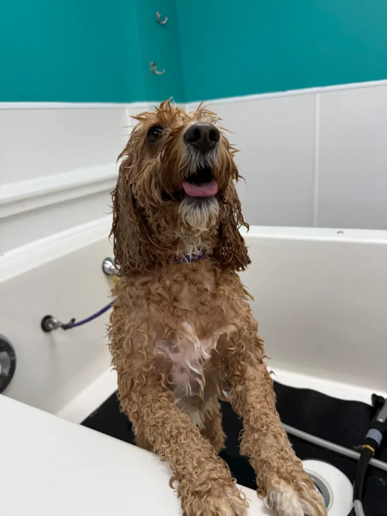 Big brown dog in the bath