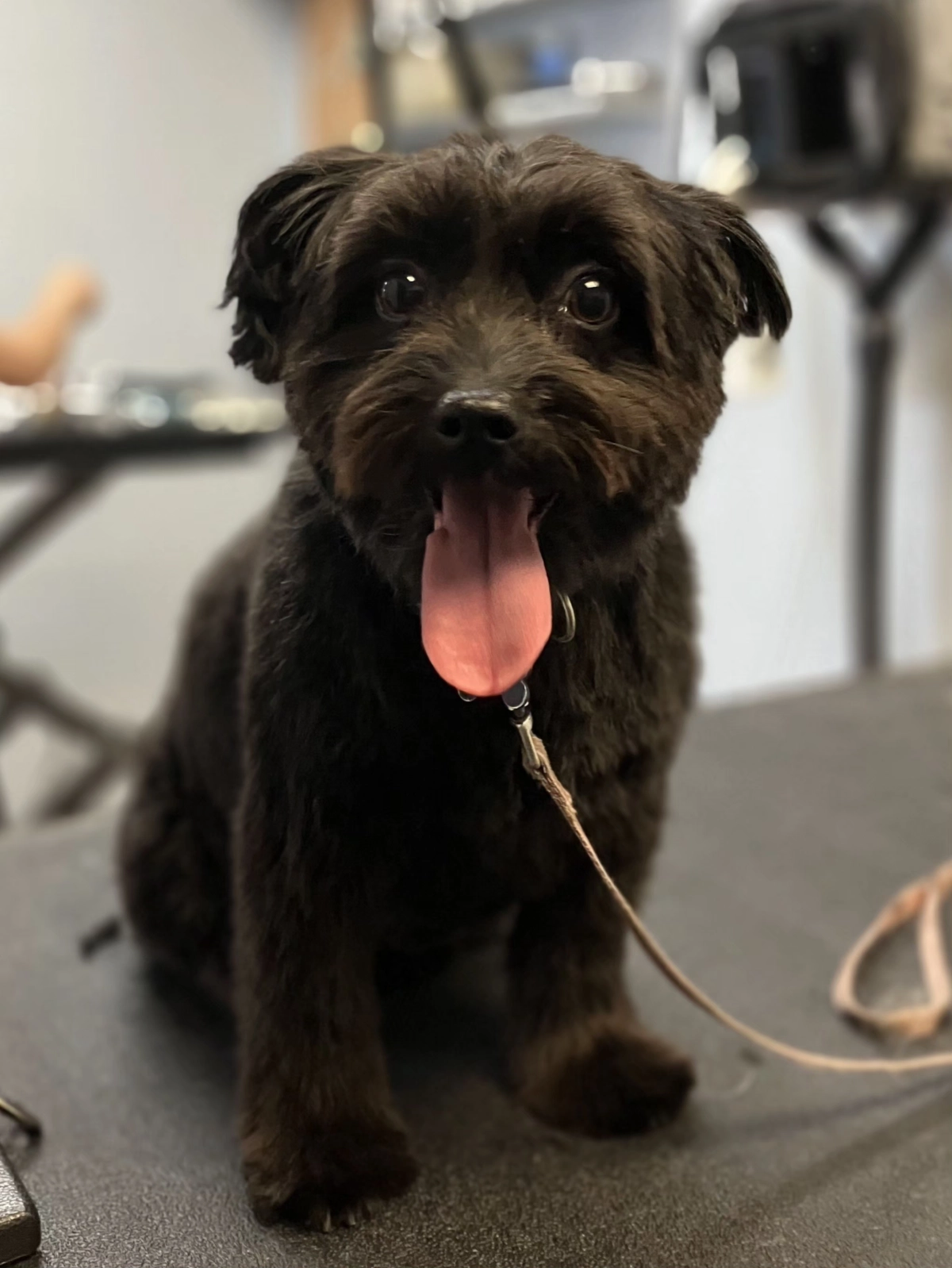 Small black dog on a grooming table