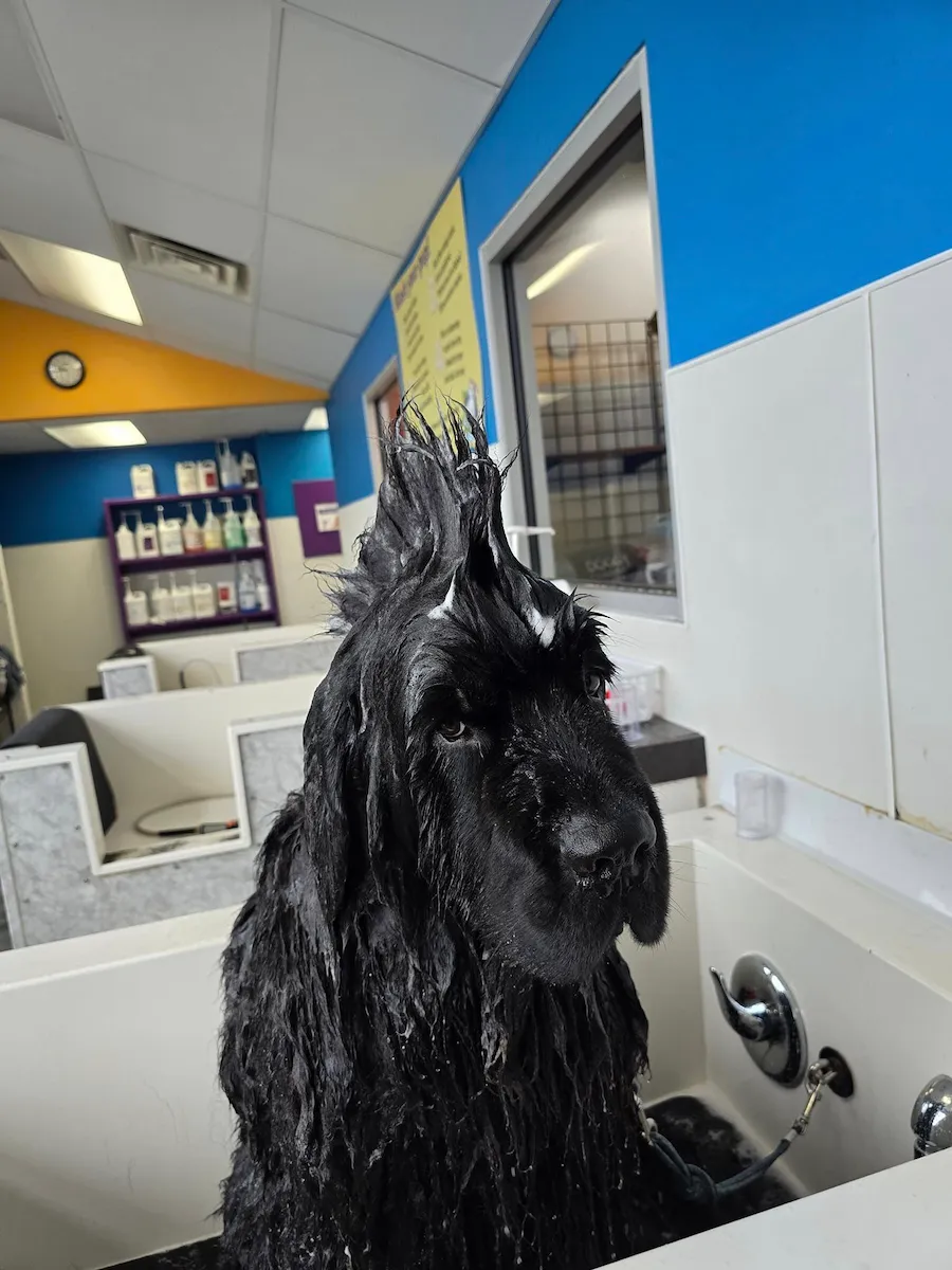 Big black wet dog sitting in the tub with fur spiked into a mohawk