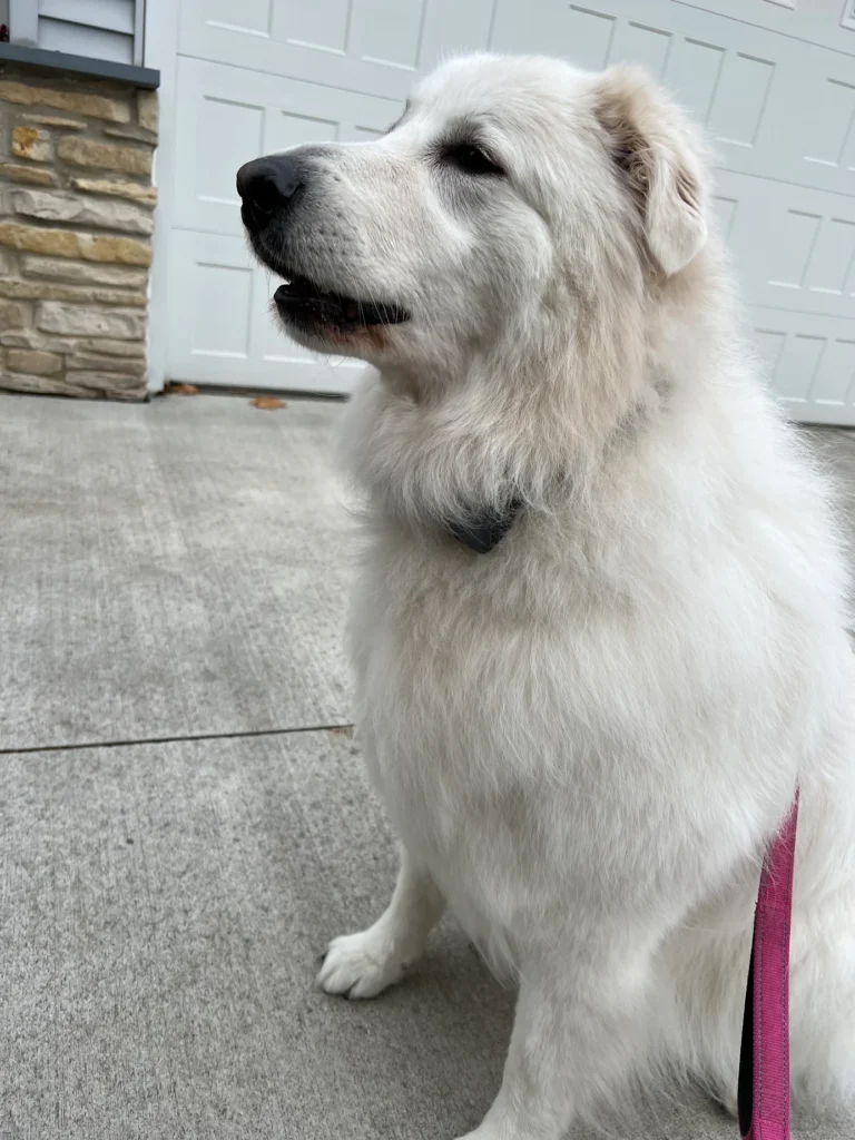 Medium-sized white dog sitting in a driveway