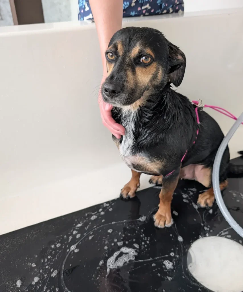 Small black and brown dog being bathed