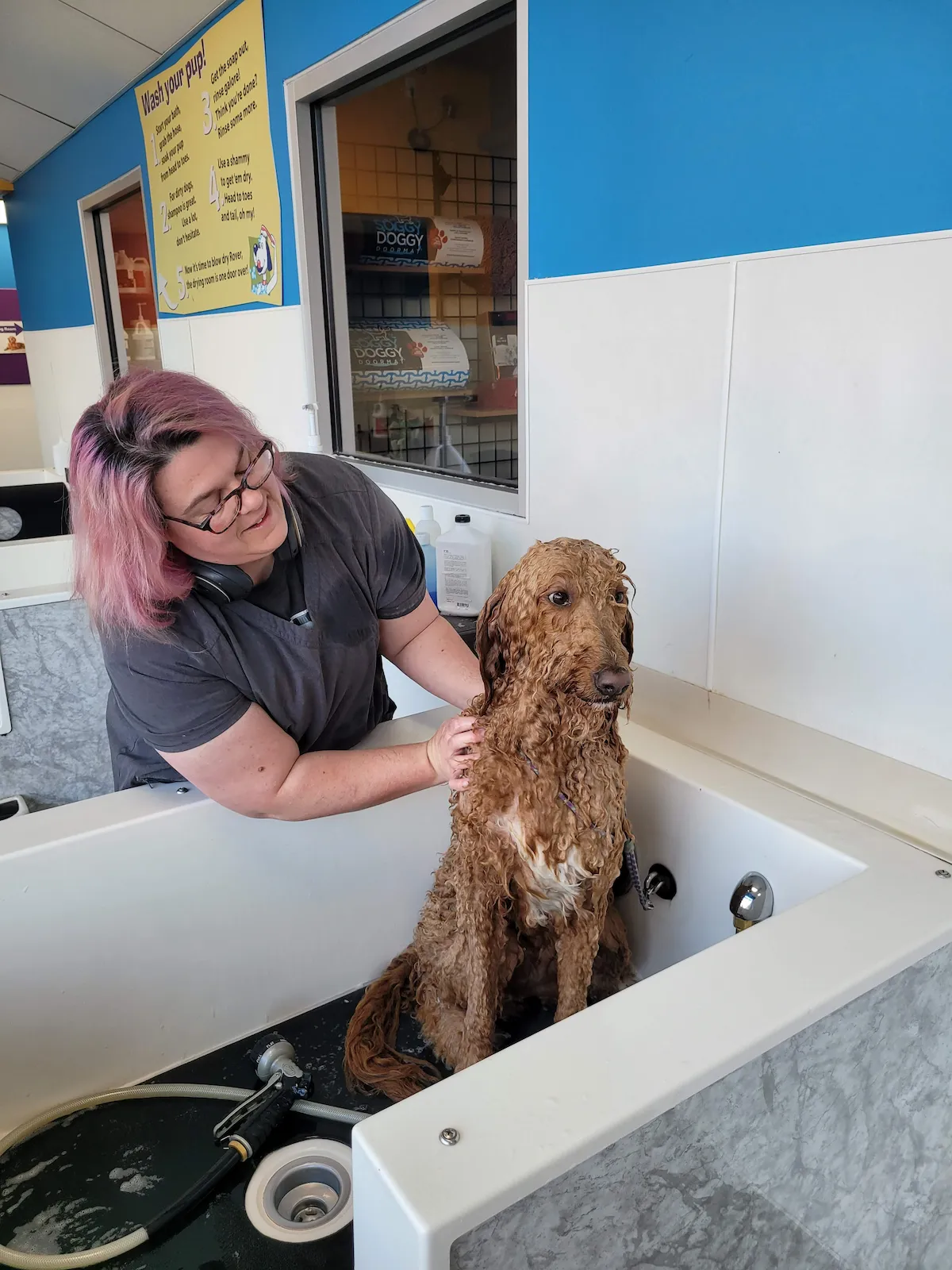 Tall brown dog being bathed