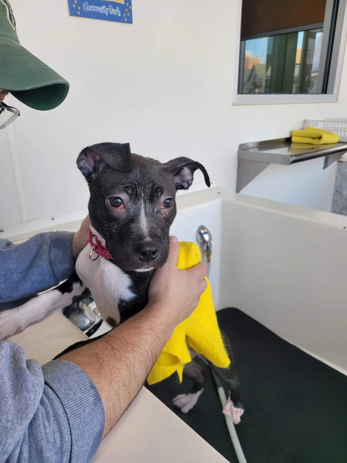 Small black and white dog with short hair being bathed